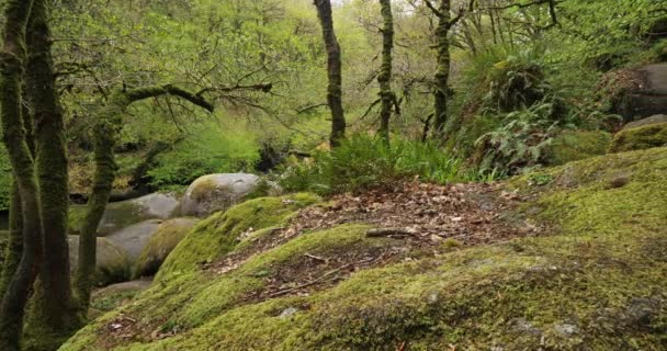 Toul Goulic Gorge Cotes Armor Departement Bretagne Frankrike — Stockvideo