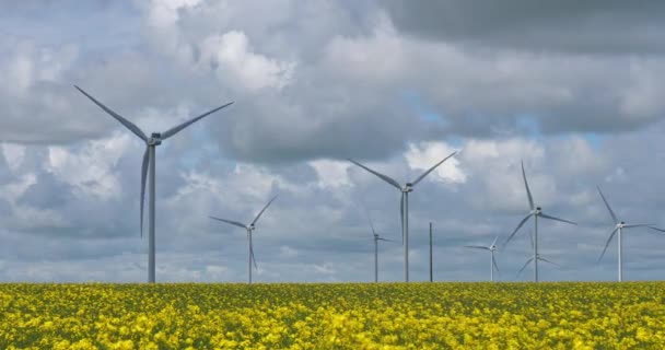 Pole Řepkového Semene Brassica Napus Větrných Turbín Regionu Beauce Severní — Stock video