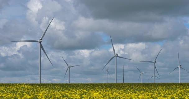 Pole Řepkového Semene Brassica Napus Větrných Turbín Regionu Beauce Severní — Stock video