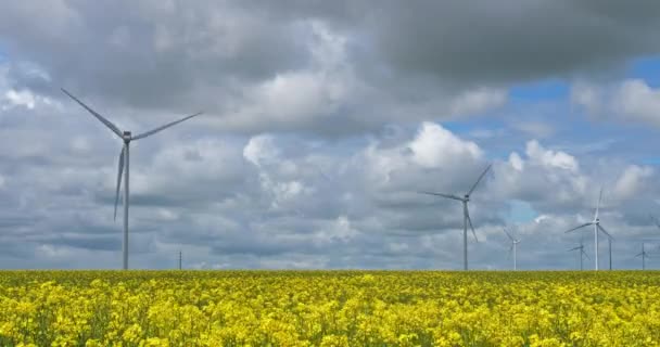 Field Rapeseed Brassica Napus Wind Turbines Region Beauce Northern France — Stock Video