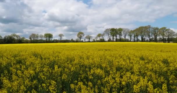 Campo Colza Brassica Napus Nel Dipartimento Cotes Armor Bretagna Francia — Video Stock