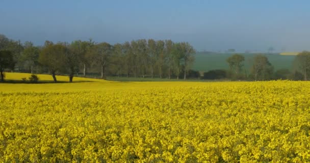Pole Řepkového Semene Brassica Napus Departementu Cotes Armor Bretani Francie — Stock video