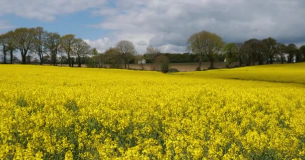 Campo Colza Brassica Napus Departamento Cotes Armor Bretanha França — Vídeo de Stock