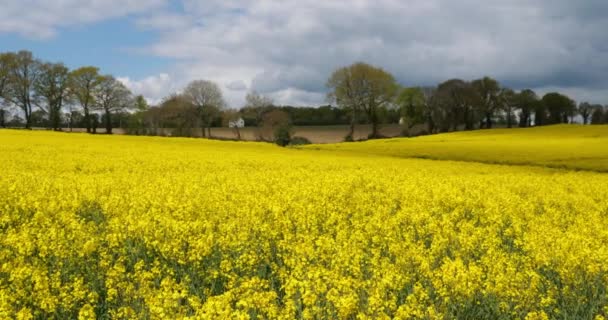 Field Rapeseed Brassica Napus Cotes Armor Department Brittany France — Stock Video