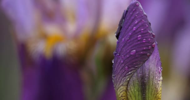 Detalj Blommande Blå Iris — Stockvideo