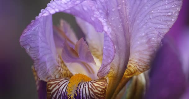 Detalj Blommande Blå Iris — Stockvideo