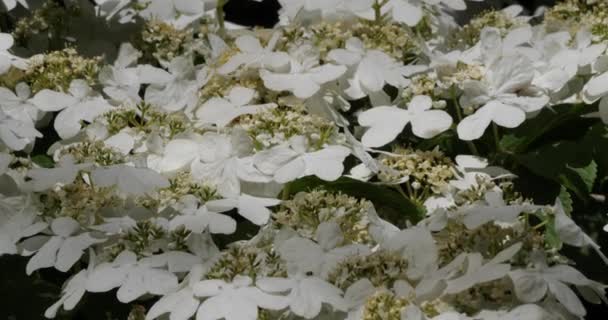 Viburnum Plicatum Разновидность Цветущего Растения Семейства Anoxaceae — стоковое видео
