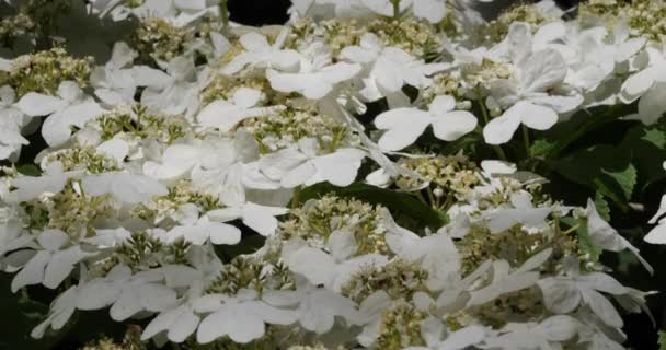 Viburnum Plicatum Разновидность Цветущего Растения Семейства Anoxaceae — стоковое видео