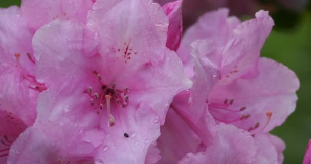 Catawba Rosebay Catawba Rhododendron Mountain Rosebay Mor Sarmaşık Mor Defne — Stok video