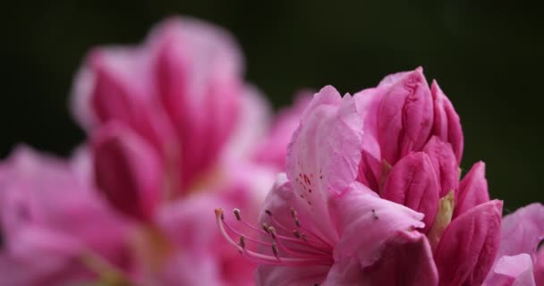 Rhododendron Catawbiense Відомий Catawba Rosebay Catawba Rododendron Гірський Рожевий Фіолетовий — стокове відео