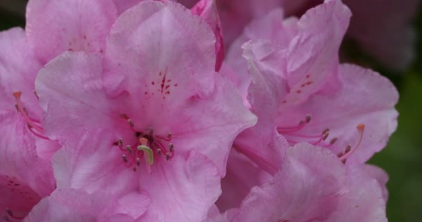 Rhododendron Catawbiense Connu Sous Nom Catawba Rosebay Catawba Rhododendron Mountain — Video