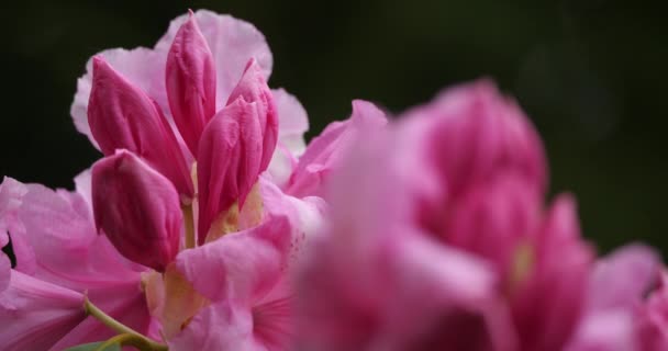 Rhododendron Catawbiense Відомий Catawba Rosebay Catawba Rododendron Гірський Рожевий Фіолетовий — стокове відео