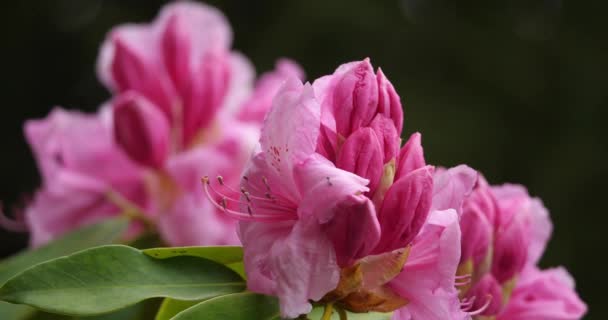 Rhododendron Catawbiense Známý Jako Catawba Rosebay Catawba Rhododendron Horská Růžice — Stock video