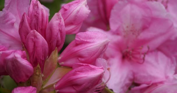 Rhododendron Catawbiense Bekannt Als Catawba Rosebay Catawba Rhododendron Bergrose Lila — Stockvideo