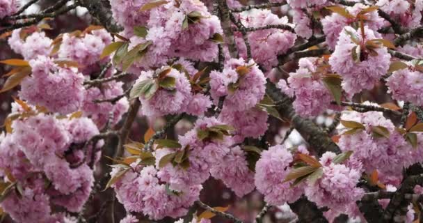 Prunus Serrulata Cerezo Japonés Flor — Vídeos de Stock