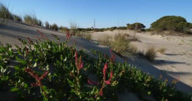 Vahşi manzara, Espiguette, Camargue, Fransa. Kum manzarası, Espiguette, Gard bölümü, Fransa. Arka planda Espiguette 'in deniz feneri var..