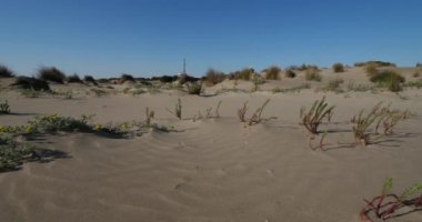 Vahşi manzara, Espiguette, Camargue, Fransa. Kum manzarası, Espiguette, Gard bölümü, Fransa. Arka planda Espiguette 'in deniz feneri var..