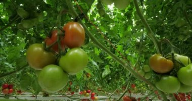 Hidrofonik kültürü. Güney Fransa 'da yeşil evlerin altında büyüyen domatesler.