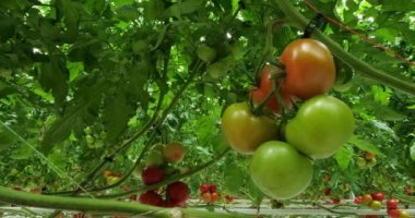 Hidrofonik kültürü. Güney Fransa 'da yeşil evlerin altında büyüyen domatesler.
