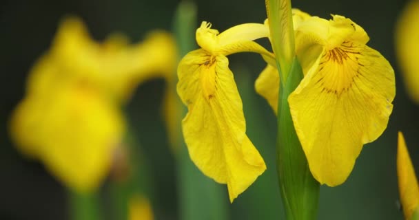 Żółta Tęczówka Tęczówki Pseudakorus Zbliżenie Żółtych Płatków Kwiatów — Wideo stockowe