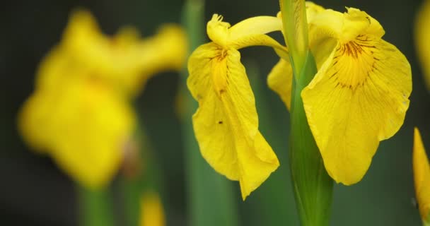 Íris Amarela Íris Pseudacorus Closeup Pétalas Flores Amarelas — Vídeo de Stock