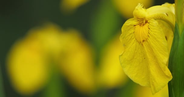 Giallo Iris Iris Pseudacorus Primo Piano Dei Petali Fiore Giallo — Video Stock