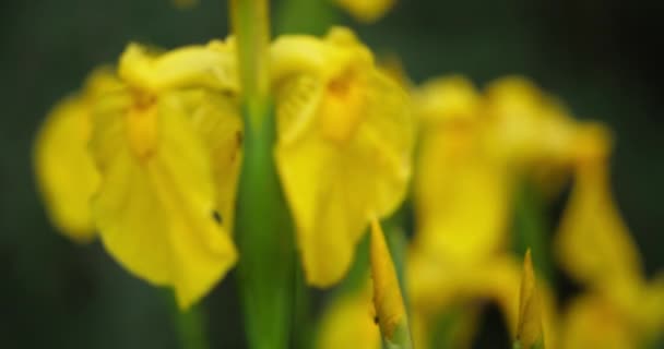 Žlutá Duhovka Duhovka Pseudacorus Detailní Záběr Žlutých Okvětních Lístků — Stock video