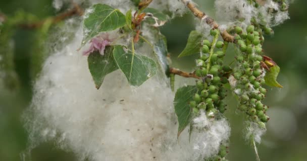 Polline Primo Piano Degli Alberi Populus — Video Stock