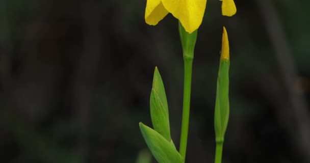 Gul Iris Iris Pseudacorus Närbild Gula Blomblad — Stockvideo