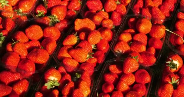 屋外食品市場での販売のためのイチゴ 南フランス — ストック動画