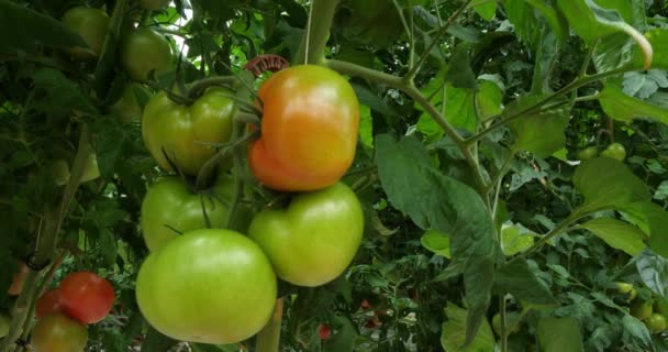 Hydroponische Cultuur Tomaten Geteeld Onder Kassen Zuid Frankrijk — Stockvideo