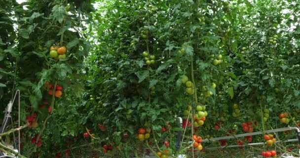 Cultivo Hidropónico Tomates Que Crecen Bajo Casas Verdes Sur Francia — Vídeo de stock