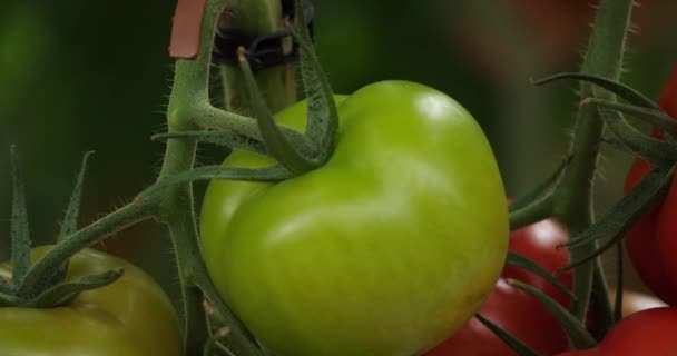 Cultura Idroponica Pomodori Che Crescono Sotto Case Verdi Nel Sud — Video Stock