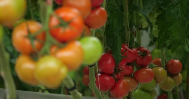 Cultura Idroponica Pomodori Che Crescono Sotto Case Verdi Nel Sud — Video Stock