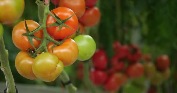 Υδροπονική Κουλτούρα Ντομάτες Που Καλλιεργούνται Κάτω Από Πράσινα Σπίτια Στη — Αρχείο Βίντεο