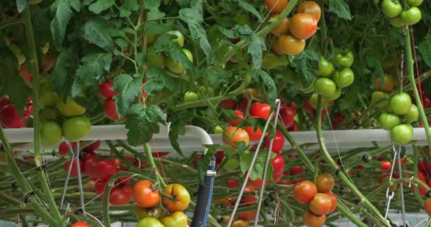 Hydroponische Cultuur Tomaten Geteeld Onder Kassen Zuid Frankrijk — Stockvideo