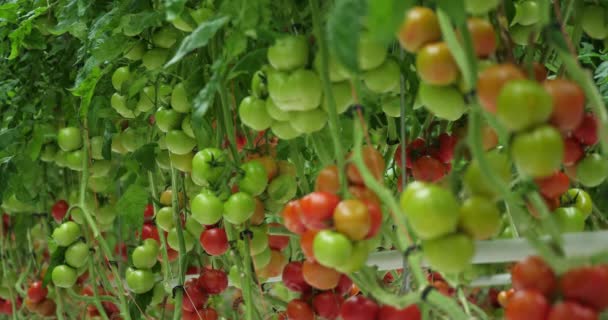 Cultura Idroponica Pomodori Che Crescono Sotto Case Verdi Nel Sud — Video Stock