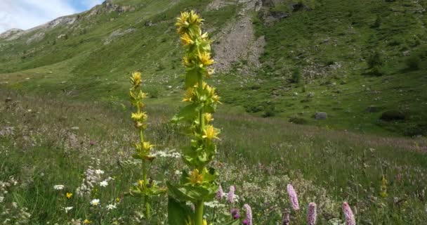 Gentiana Lutea Nationaal Park Vanoise Departement Isere Frankrijk — Stockvideo