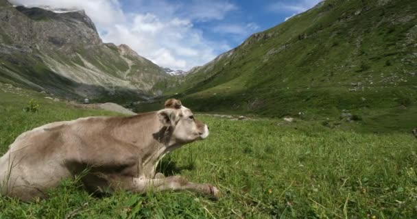 Ganado Los Alpes Franceses Saboya Francia — Vídeos de Stock