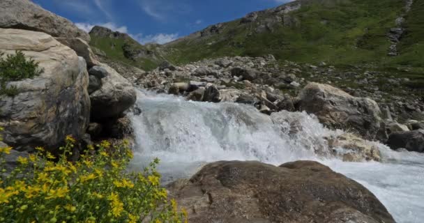 Vilda Floden Naturparken Vanoise Savoie Frankrike — Stockvideo