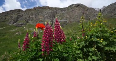 Lupinus x regalis, Vanoise Ulusal Parkı, Savoie Departmanı, Fransa