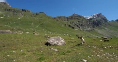 Köpek bakıcılığı, Vanoise Ulusal Parkı, Savoie Bölümü, Fransa