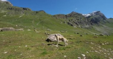 Köpek bakıcılığı, Vanoise Ulusal Parkı, Savoie Bölümü, Fransa