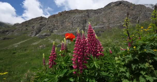 Lupinus Regalis Vanoise Nasjonalpark Savoie Departementet Frankrike – stockvideo