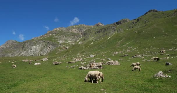 Dog Keeping Sheeps Vanoise National Park Savoie Department França — Vídeo de Stock