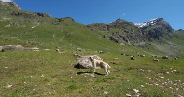 犬飼育羊 ヴァノワーズ国立公園 サヴォワ県 フランス — ストック動画