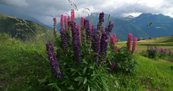 Lupinus Regalis Tarentaise Vadisi Savoie Fransa — Stok video