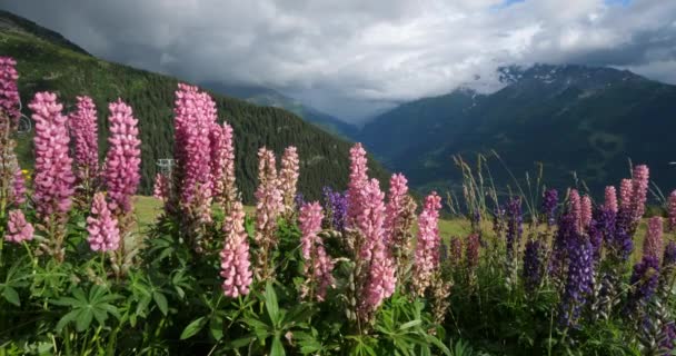 Lupinus Regalis Tarentaise Valley Savoie Γαλλία — Αρχείο Βίντεο