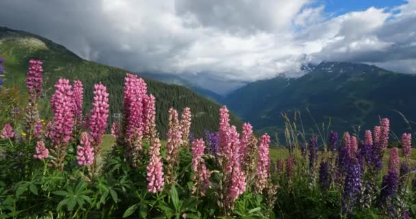 Lupinus Regalis Tarentaise Valley Savoie Francie — Stock video