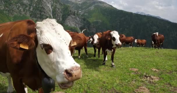 Nötkreatur Savoie Franska Alperna Frankrike — Stockvideo